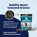 GoActive CHEWS - 1 Seaweeds