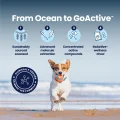 GoActive Ocean to GoActive