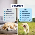GoActive B&A