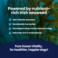 GoShine GENERIC - Seaweed